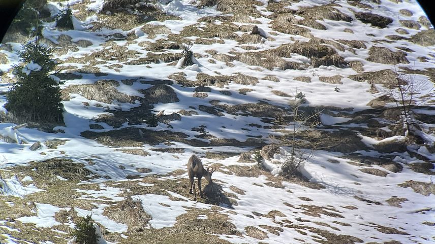 Durchs Fernrohr entdecken die Jugendlichen eine Gämse.  Foto: Fadrina Hofmann