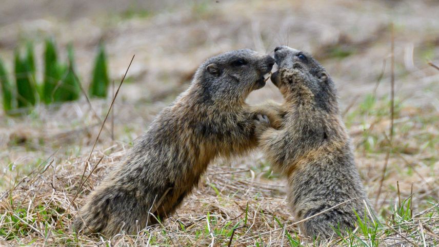 Die jungen Murmeltiere geniessen das Spielen im Freien nach dem langen Winterschlaf. Foto: SNP, Hans Lozza