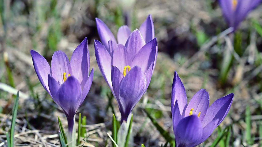 Der Frühlingskrokuss Foto: Jürg Baeder