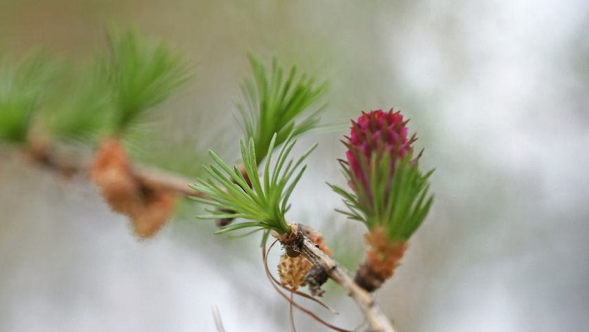 Die Lärcheblüte Foto: Jürg Baeder