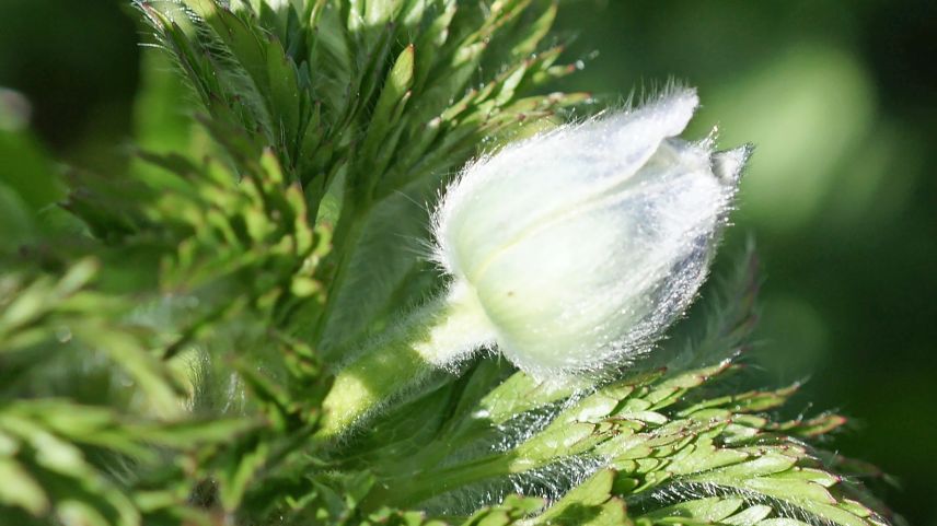 Die Schwefelanemone Foto: Jürg Baeder