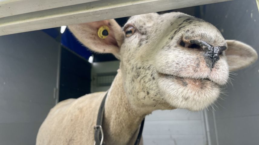 Da freut sich jemand auf die Alpenkräuter. Foto: Fadrina Hofmann