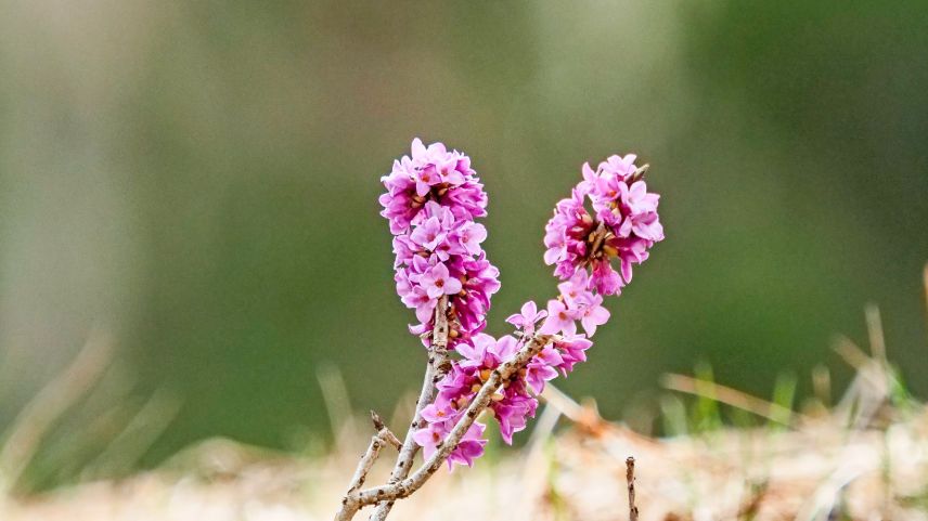 Zwei Erscheinungsformen, eine Pflanze: Der Seidelbast im Frühling während der Blütezeit im noch kargen Wald (links) und im Sommer mit ausgereiften roten Beeren und Blättern. Fotos: Jon Duschletta