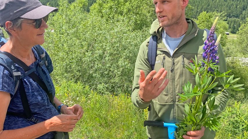 Neophyten-Kenner Cristian Gees zeigt eine blühende Lupine, die zwei Wochen vor der Samenbildung steht.