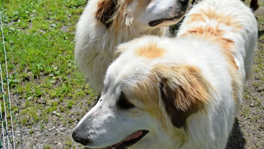 Herdenschutzhund Colombo hat mit seinem Bruder Cello an der Prüfung teilgenommen. Fotos: Imke Marggraf