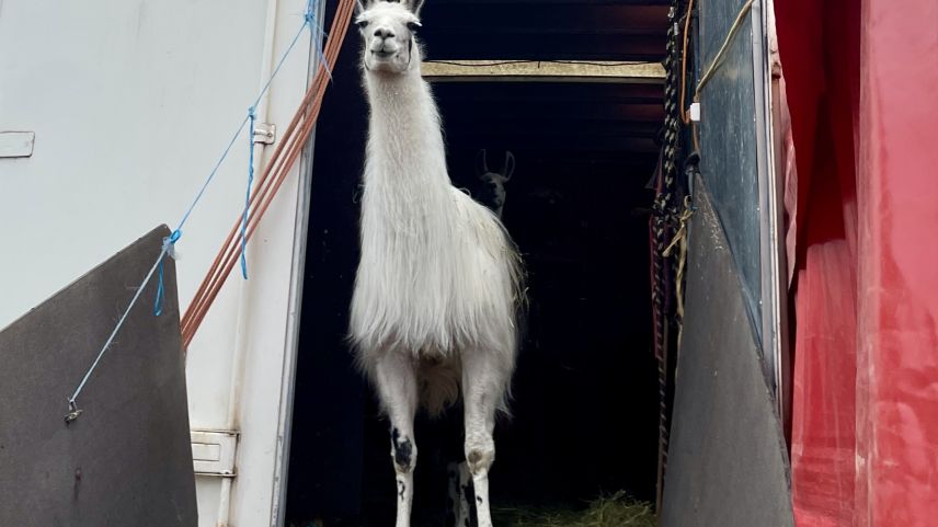 Auch Lamas machen bei der Show mit. Foto: Fadrina Hofmann