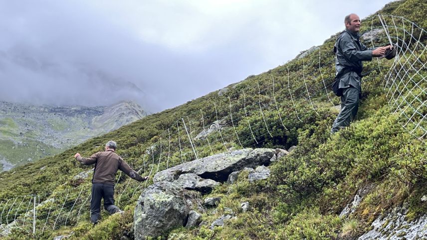 Die Wolfspräsenz bedeutet für das Alppersonal viel Aufwand. Foto: zVfg.