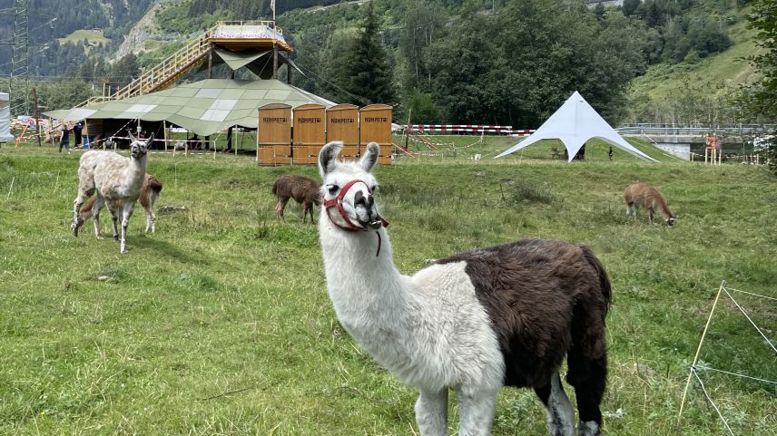 Das Lama ist Maskottchen des KALA 24.  Foto: Fadrina Hofmann 