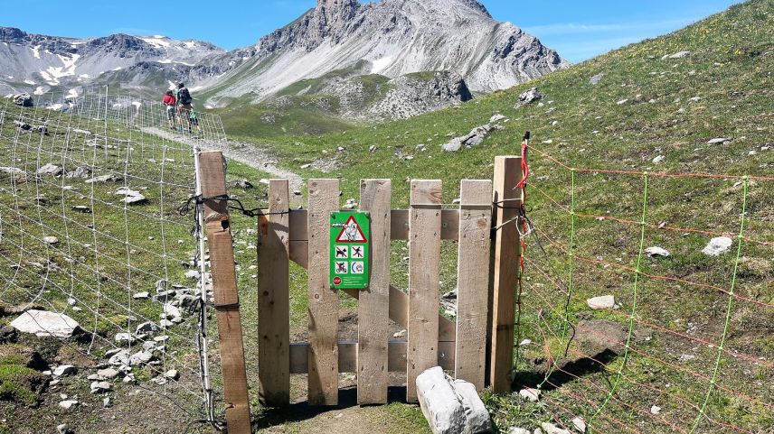 Vers il Lai da Rims in Val Müstair signaliseschan plüssas tablas als viandants chi’d es da far attenziun pervi da chans pasturs (fotografia: David Truttmann).