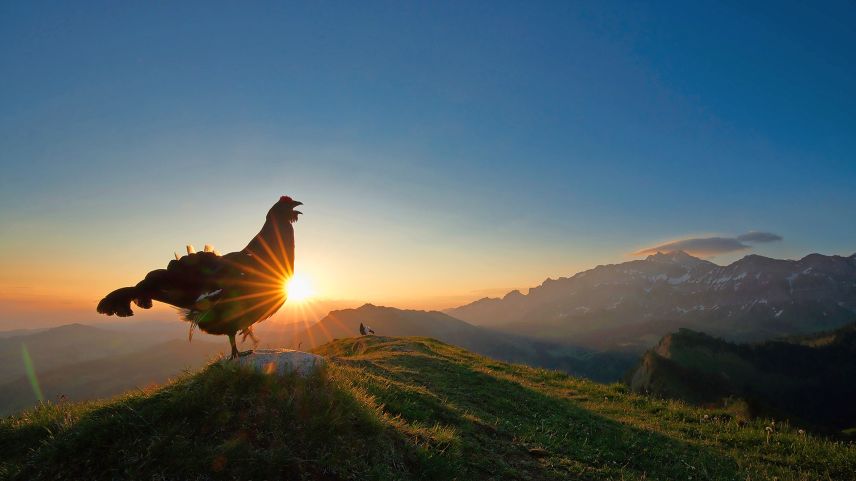 Zwei Birkhähne führen bei Sonnenaufgang auf dem Balzplatz ihren Balztanz auf. Foto: Levi Fitze