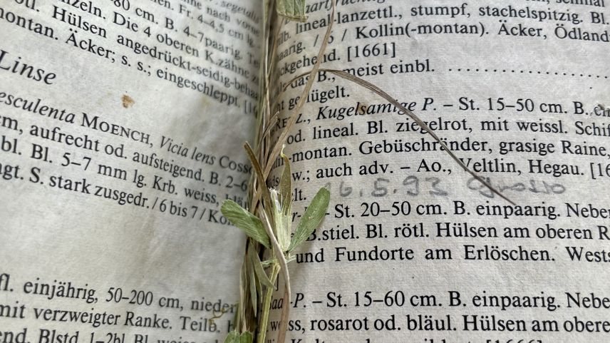 Zwischen den Buchdeckeln befindet sich das Herbarium. Foto: Fadrina Hofmann