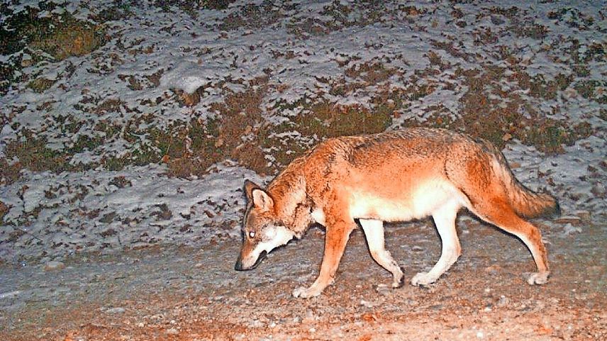 Il giuven tröp dal Fuorn dess gnir elimino causa duos s-charps da muaglia bovina. fotografia: mad