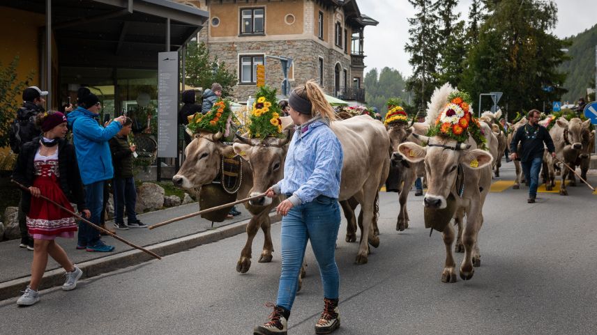 Am 21. September findet wieder der farbenfrohe Alpabzug in Celerina statt. 