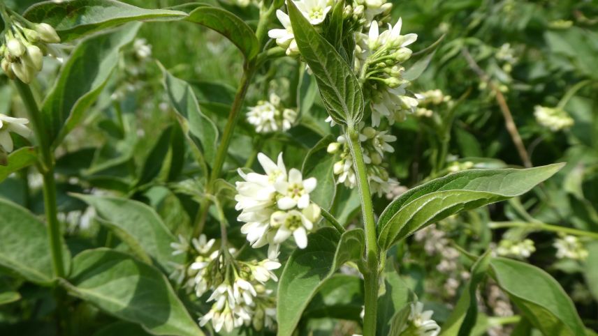 Die Schwalbenwurz (Vincetoxicum hirundinaria). Foto: Jürg Baeder