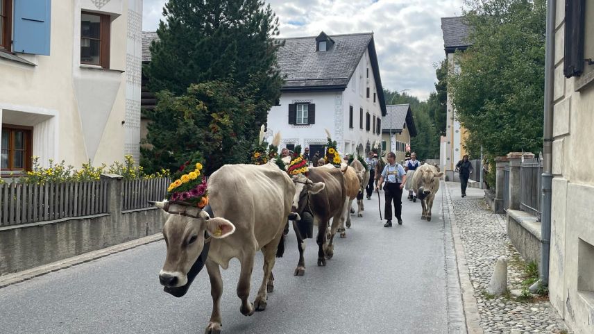 Impressionen vom Alpabzug in Celerina. Foto: Reto Stifel