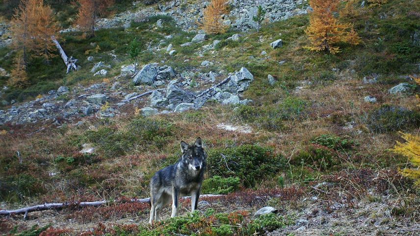 Der Abschuss des Wolfrudels Fuorn im Gebiet rund um Zernez ist freigegeben. Foto: Gruppe Wolf Schweiz