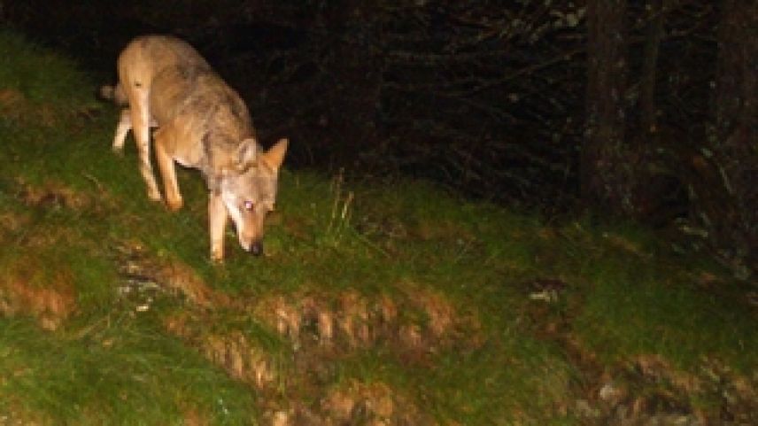 Ein Jungwolf. Foto: Amt für Jagd und Fischerei Graubünden