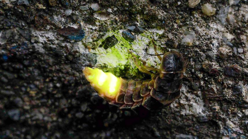 La femna dal verm da glüsch grand in plaina acziun düraunt sia tschercha da partenaris (fotografia: Christian Schwager).