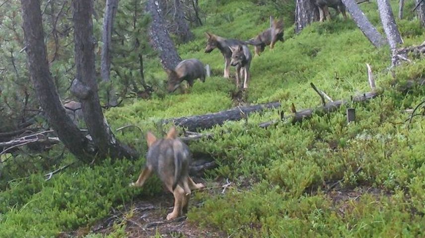 Die Welpen des Fuornrudels diesen Sommer. Foto:Schweizerischer Nationalpark