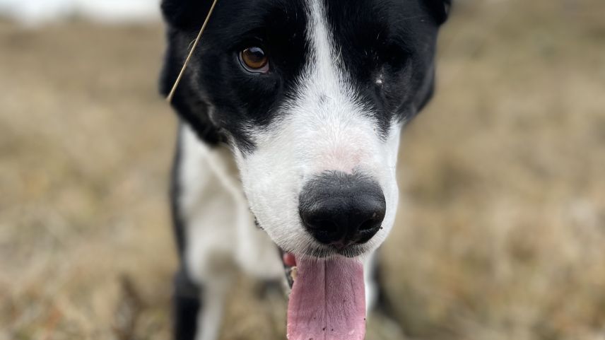 Milo, der "Piratenhund". Foto: Fadrina Hofmann