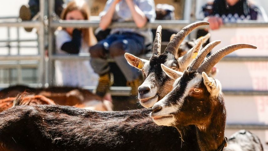 Impressionen der Agrischa 2026 in Zernez. Foto: Jon Duschletta