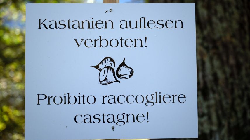 Die Kastanienselven sind privat. Foto: Marco Rubin