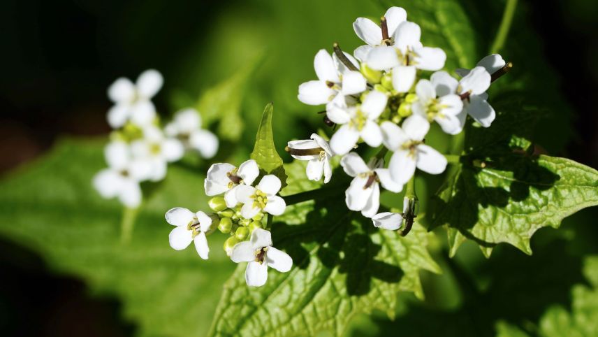 Knoblauch Hederich lässt sich auf verschiedene Arten geniessen, als Suppen oder in Salaten und Pesto. Liebhaber der würzigen Pflanze schwören aber auf die einfachste Variante: frisch und roh. Foto: Jürg Baeder
