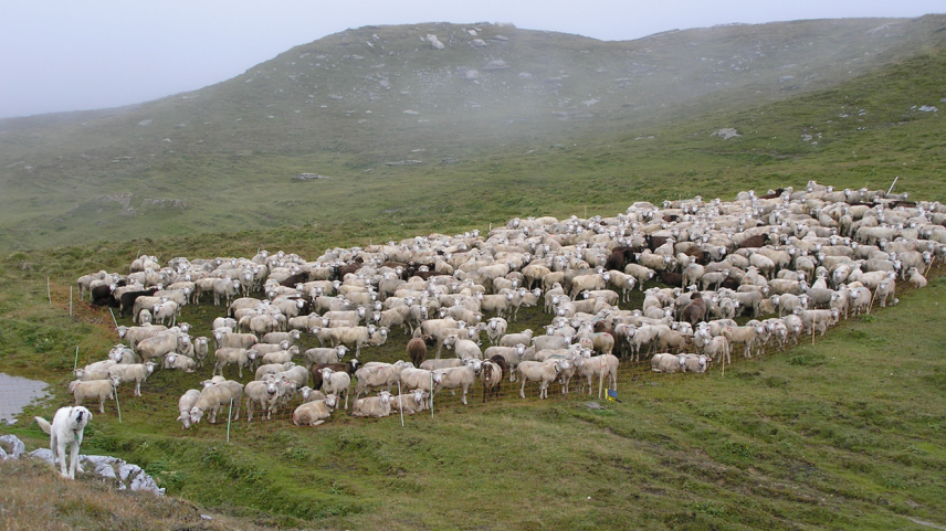 Ohne Herdenschutzmassnahme ist Alpwirtschaft nicht mehr möglich. Foto:  Jan Boner