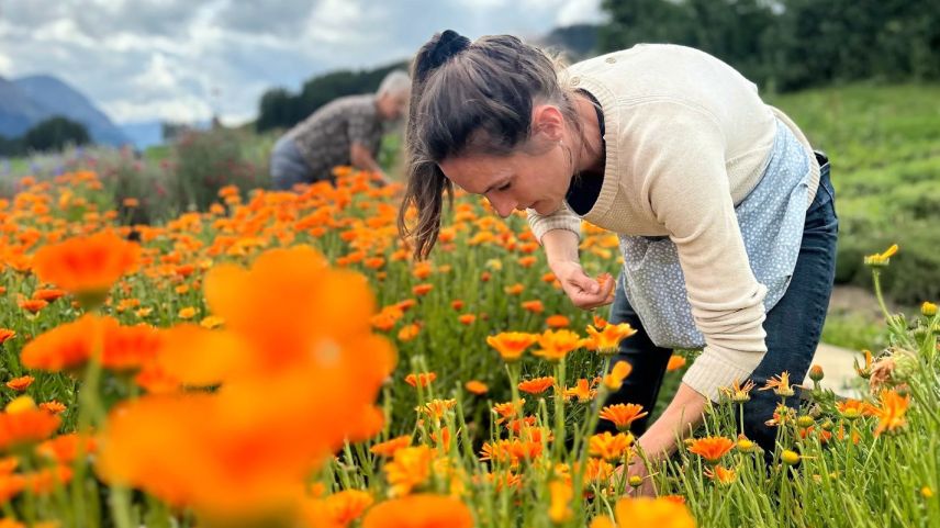 Las erbas e fluors creschan a Ftan sün 1600 meters sur mar (fotografia: Stalletta Kräuter).