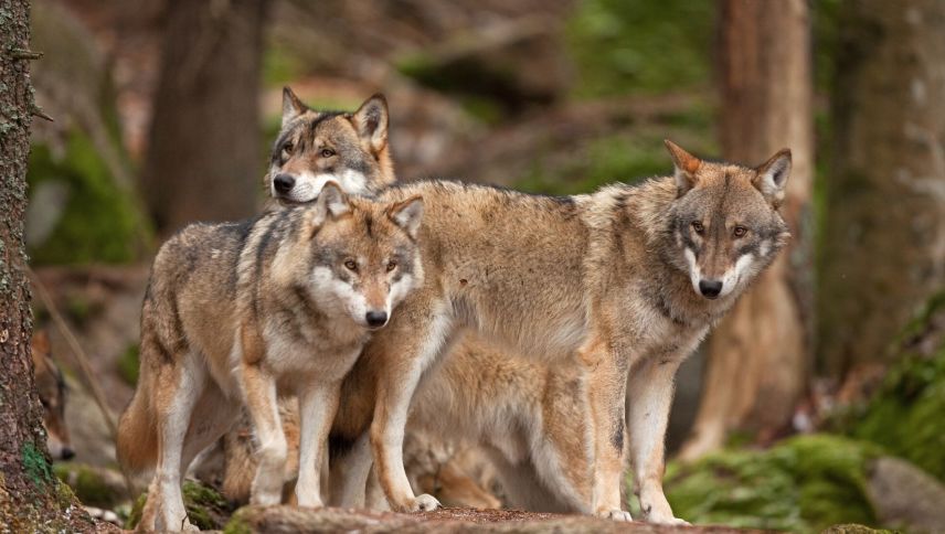 Foto: www.shutterstock/Martin Prochazkacz