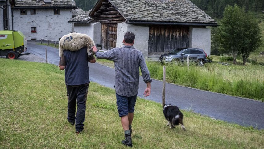 Per Schulterwurf geht es für das wieder eingefangene Lamm heimwärts. 
