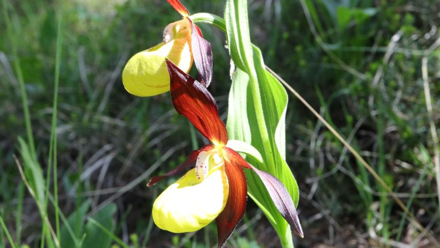 Auch im rauen Klima des Oberengadins wachsen Orchideen: Zum Beispiel der Frauenschuh und der blutrote Fingerwurz.	Fotos: Rudolf Moll