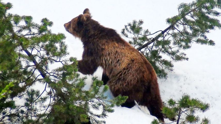 L’uors M13 vaiva pisserà avant desch ons per furori in Engiadina ed illa Val Poschiavo. Ma el ha eir güdà a sclerir ün mordraretsch (fotografia: Mario Riatsch).