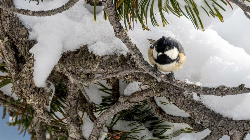 Die Tannenmeise ist ein typischer ganzjähriger Bewohner der Engadiner Bergwälder. Foto: NP/Hans Lozza