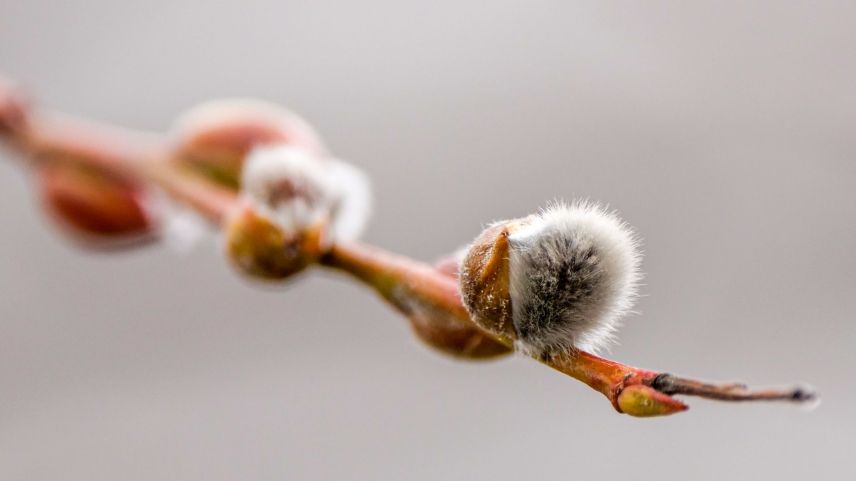 Foto: Jon Duschletta