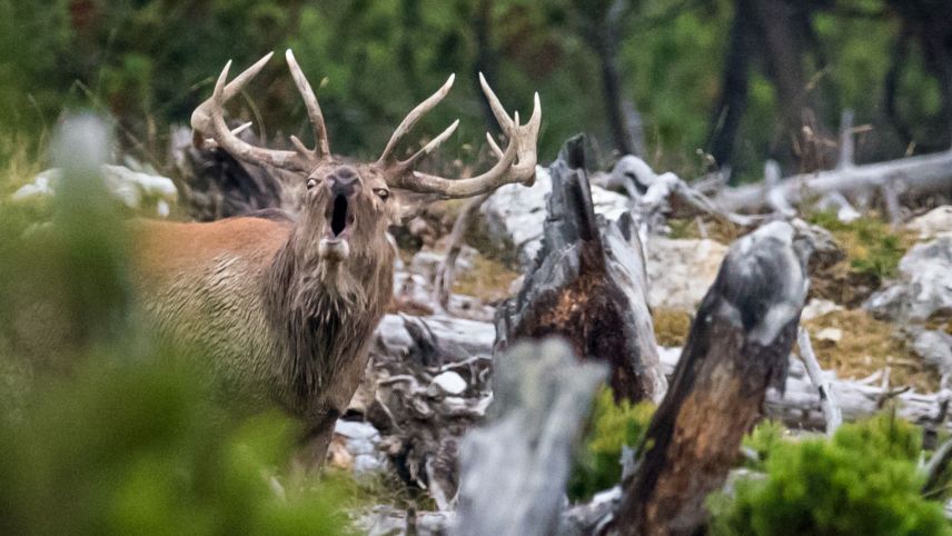 Die Brunft ist eine intensive Zeit für Hirschstiere. Foto: Hans Lozza/SNP