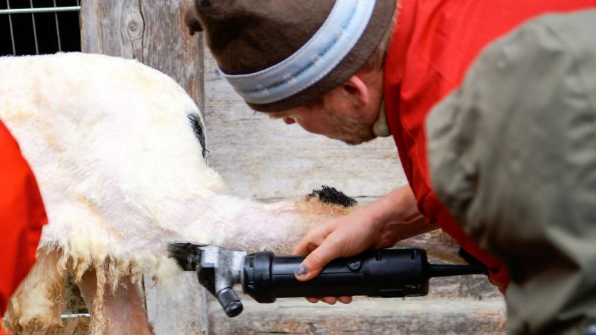 Schafswolle ist ein nachwachsender Rohstoff und hat viele positive Eigenschaften. Schafswolle kann dank ihrer guten Eigenschaften auch als Dünger im Garten eingesetzt werden. Fotos: Jon Duschletta/Armon Lehner