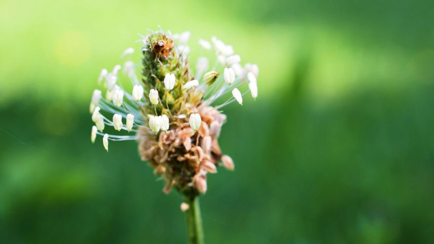 Der Spitzwegerich wächst oft an Wegrändern, Wiesen, Weiden und ­anderen offenen Standorten. Foto: Shutterstock, Little Daisy