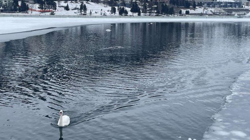Nach dem Schwan folgt nun eine Qualle im See von St. Moritz. Foto: Julia Biffi