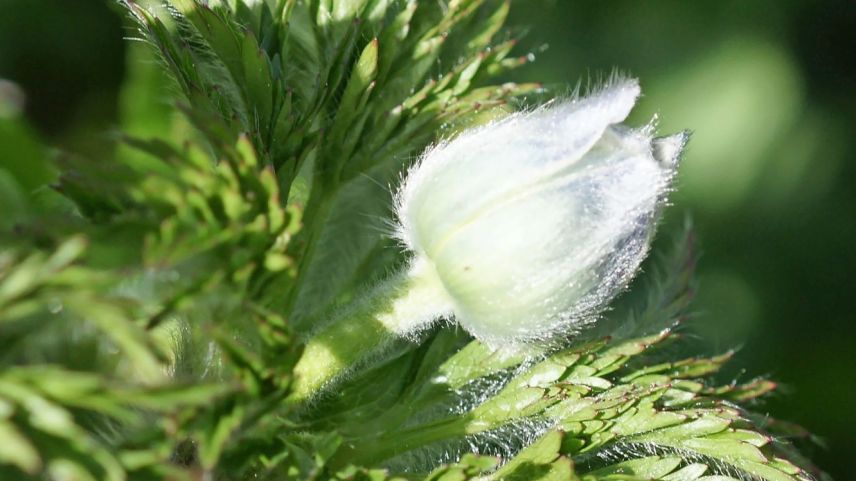 Die Schwefelanemone Foto: Jürg Baeder