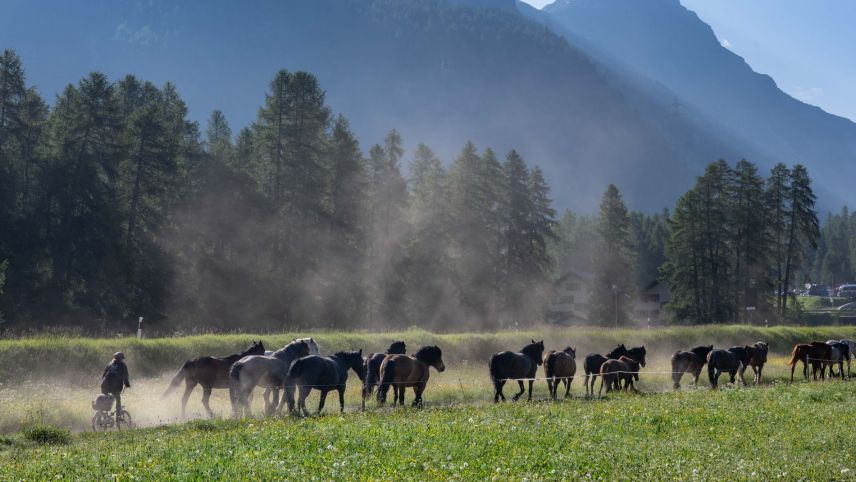 Tgnair chavals da scossa tenor ils bsögns da las bes-chas es per els evidaint. fotografias: Alexandra Rozkosny, Schweizer Berghilfe
