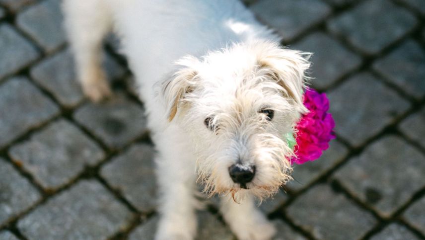 Impressionen vom Chalandamarz 2026 in der Val Fex. Foto: Katja Meuli