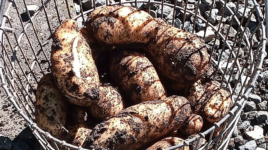 La plü gronda mailinterra daja a Susch (fotografia: Elena Denoth).