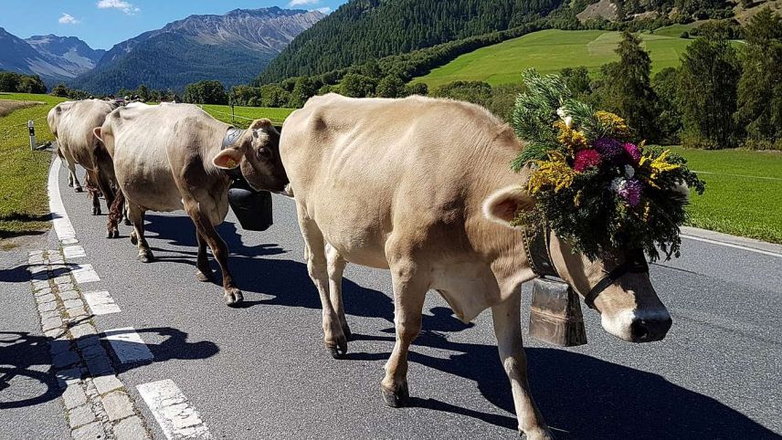 La s-chargiada da l’Alp Mora da Müstair ha lö hoz sonda. Intant cha otras alps in Grischun han stuvü s-chargiar plü bod pervi da la stà sütta. fotografia: mad