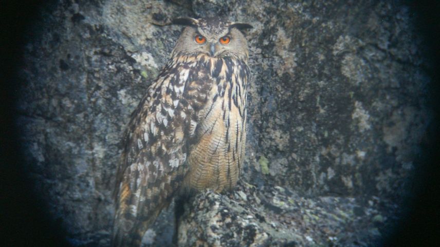 Wenn die Jungvögel grösser sind, verweilt das Uhu-Weibchen nicht mehr im Nest, aber stets in dessen Nähe.