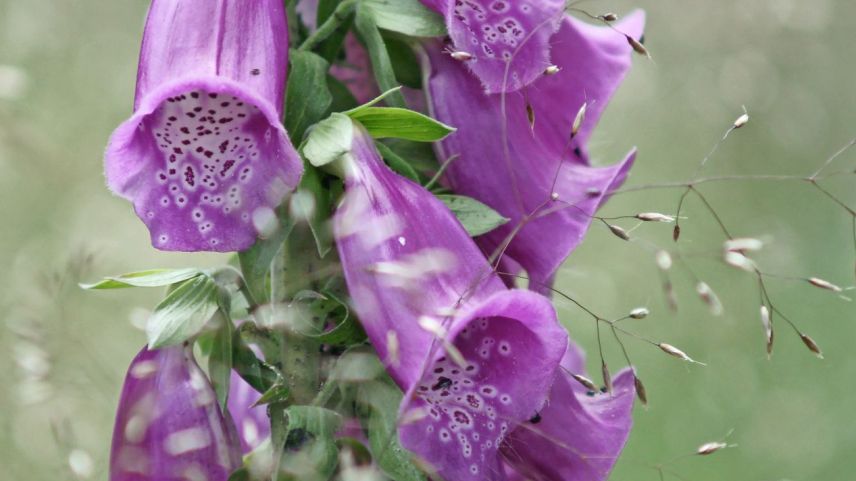 Vorsicht, schön, aber giftig: Fingerhut, Kartoffelblüte, Liguster und Herbstzeitlose (von links). Fotos: Jürg Baeder