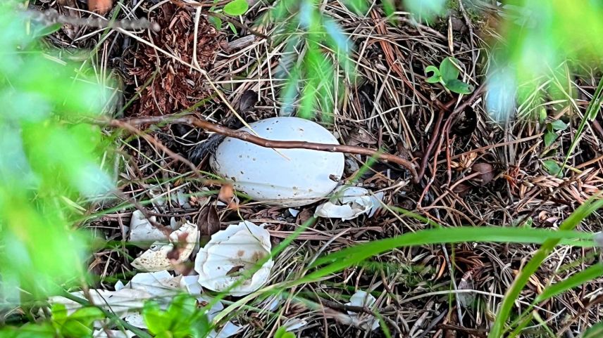 Sechs Birkhuhn-Eier hat Naturfotograf Levi Fitze inmitten von Wacholderbüschen entdeckt. Foto: Stefanie Wick Widmer