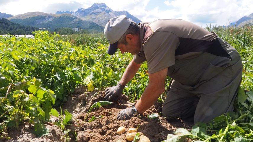 Gusti Clalüna gräbt die ersten Kartoffeln des Sommers 2021 in Sils aus.