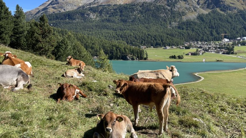 Das Engadin ist noch seuchenfrei. Foto: Fadrina Hofmann
