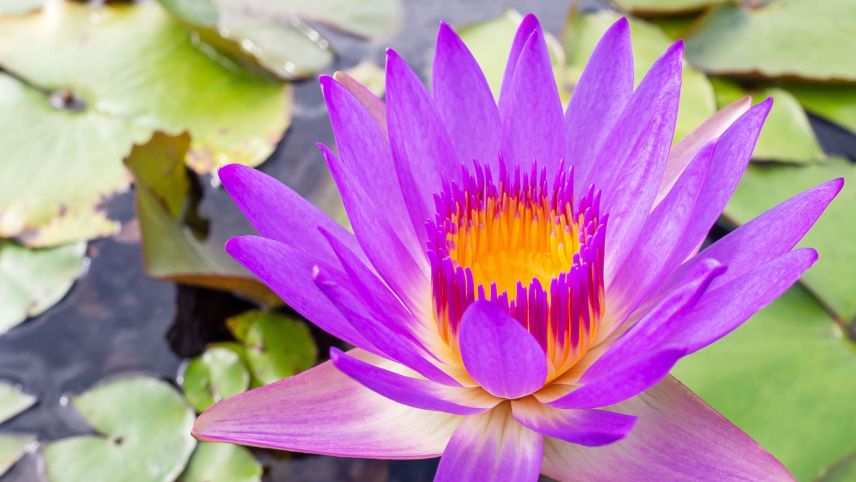 Die Lotusblume wird nicht umsonst auch oft als „Heilige Blume“ bezeichnet: Im Buddhismus ist sie das Symbol für die Reinheit des Herzens, Treue, Schöpferkraft und Erleuchtung (Foto: Shutterstock.com/ieang).